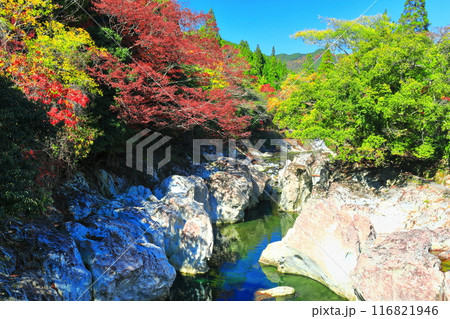 【大分県】快晴の猿飛千壺峡の紅葉(奥耶馬渓) 【大分県】快晴の猿飛千壺峡の紅葉(奥耶馬渓) 116821946