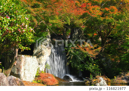 【大分県】快晴の溪石園の滝と紅葉（耶馬溪ダム記念公園） 116821977