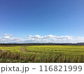 黄色の花畑と青空 116821999