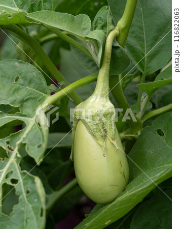 薄緑色の翡翠茄子 薄緑色の翡翠茄子 116822063