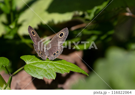 ヒメウラナミジャノメ03 ヒメウラナミジャノメ03 116822064