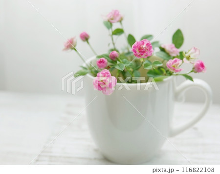 白いカップにピンクのミニ薔薇 116822108