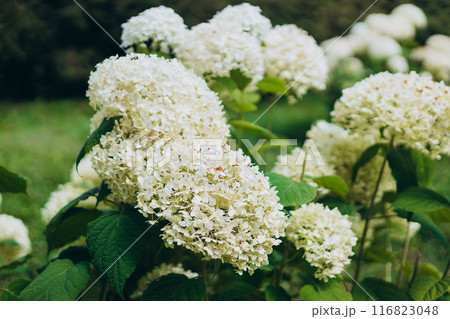 White Hydrangea in the Garden. Blooming white hydrangea plants in full bloom. Nature background 116823048