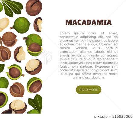 Macadamia Nut Banner Design with Kernel and Shell Vector Template Macadamia Nut Banner Design with Kernel and Shell Vector Template 116823060