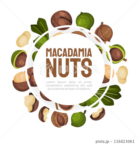 Macadamia Nut Banner Design with Kernel and Shell Vector Template 116823061
