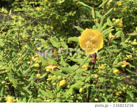 緑の中の黄色いキンシバイ 緑の中の黄色いキンシバイ 116823216