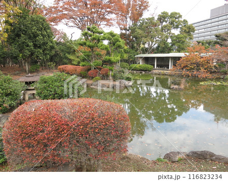 紅葉が美しい国会前庭の南庭（日本庭園） 116823234