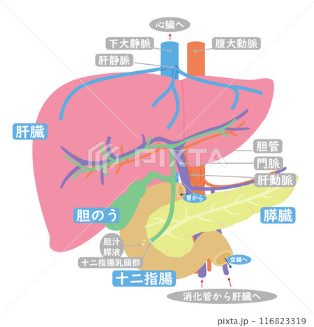 消化における十二指腸・肝臓・胆のう・膵臓の繋がり解説図テキスト付きシンプルカラーラインレスイラスト 116823319