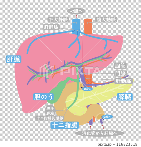 消化における十二指腸・肝臓・胆のう・膵臓の繋がり解説図テキスト付きシンプルカラーラインレスイラスト 116823319