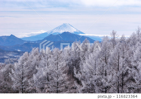 霧氷に覆われた高原のカラマツ越しに望む冠雪した富士山 116823364