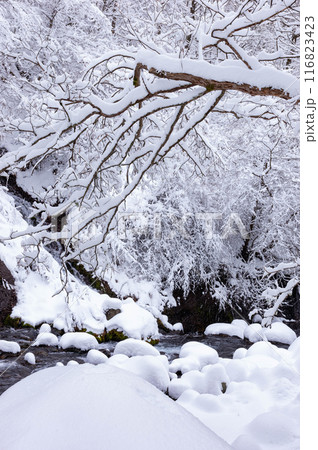 降雪翌朝の川俣川渓谷 116823423