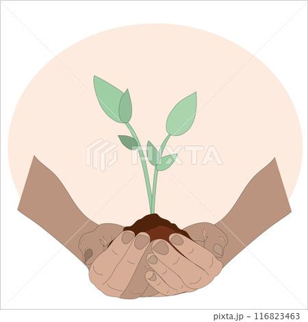 Hands holding green sprout of earth on white background, eco earth day, close-up of plant replanting process Hands holding green sprout of earth on white background, eco earth day, close-up of plant replanting process 116823463