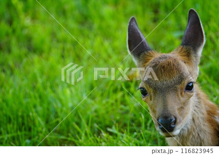 エゾシカの赤ちゃん 116823945