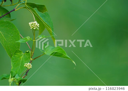 白花可憐な朝鮮五味子 116823946