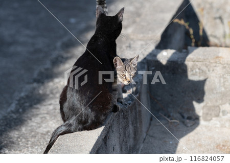 仲良しな猫の親子 116824057