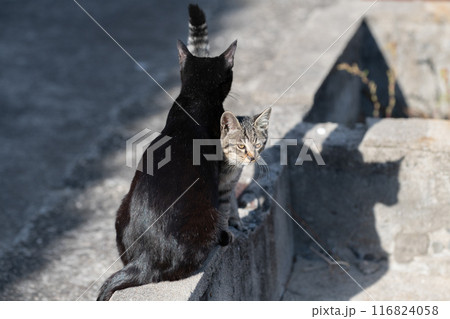 仲良しな猫の親子 仲良しな猫の親子 116824058
