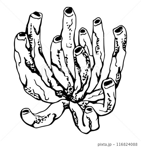 Coral sponge polyp Marine life, sea ocean underwater creatures shells, Ink and pen sketch hand drawn. Single object illustration, stylized, isolated on white. Zoo shop, aquarium, cosmetics, resort 116824088