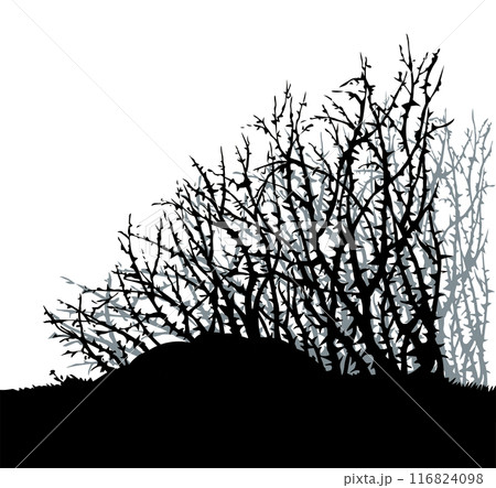 Vector drawing. The thorn bushes Vector drawing. The thorn bushes 116824098