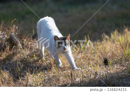 伸びをする猫 116824231