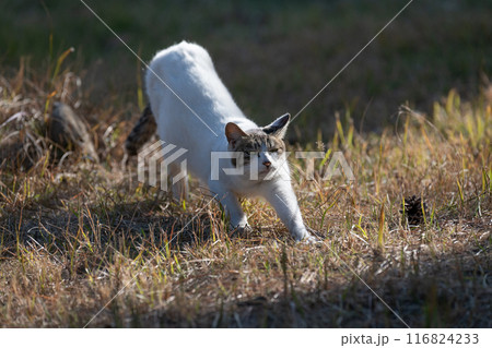 伸びをする猫 伸びをする猫 116824233