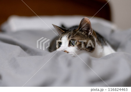 見つめる猫 キジトラ白 見つめる猫 キジトラ白 116824463