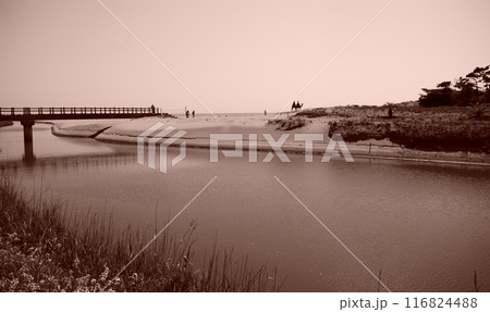 砂丘へ渡る橋 砂丘へ渡る橋 116824488
