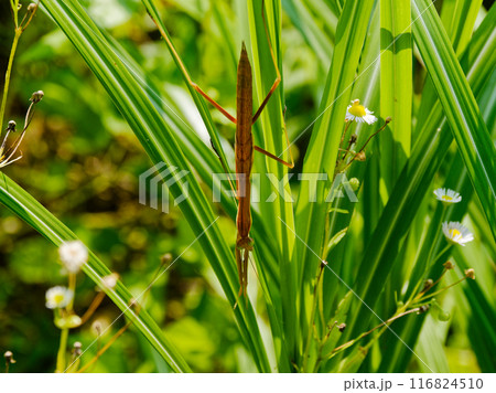 捕食者 カマキリ科オオカマキリ 捕食者 カマキリ科オオカマキリ 116824510