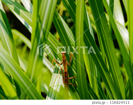 捕食者　カマキリ科オオカマキリ 116824511