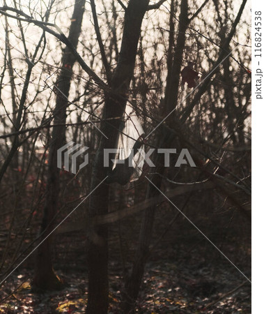 Paintbrush in Plastic Bag Hanging in Forest Paintbrush in Plastic Bag Hanging in Forest 116824538