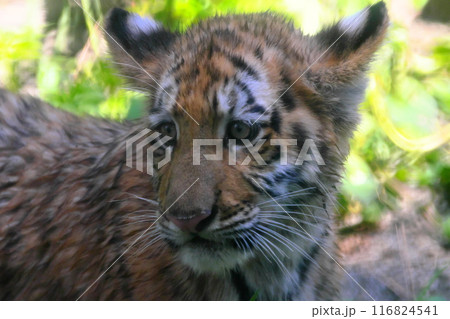 虎の子 116824541