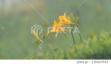 ニッコウキスゲ 116824542