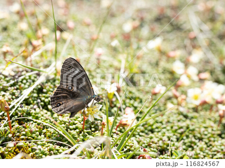 大雪山のジャノメチョウ 116824567
