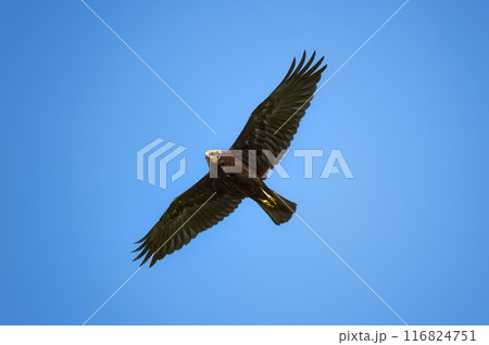 Marsh harrier, spreading its wings, soars above the ground against the background of the blue sky Marsh harrier, spreading its wings, soars above the ground against the background of the blue sky 116824751