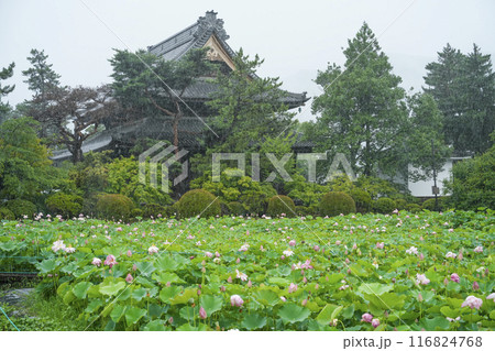 雨の八日堂　信濃国分寺　ハス田 116824768