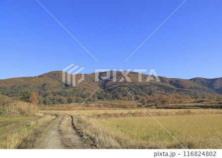 色鮮やかに紅葉した秋の快晴の宝篋山（ほうきょうさん）と、そこへ続く登山道 116824802