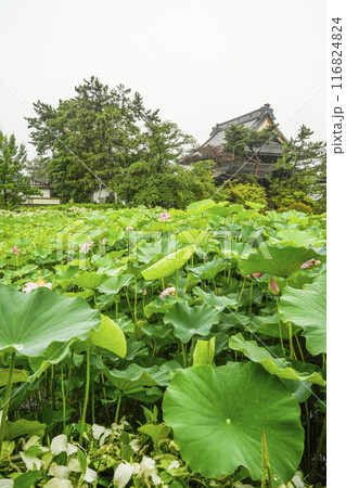 雨の八日堂 信濃国分寺 ハス田 雨の八日堂 信濃国分寺 ハス田 116824824