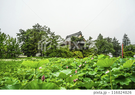 雨の八日堂　信濃国分寺　ハス田 116824826
