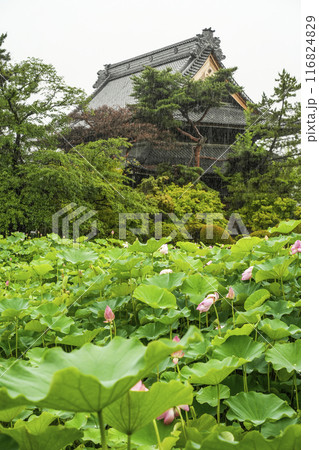 雨の八日堂　信濃国分寺　ハス田 116824829