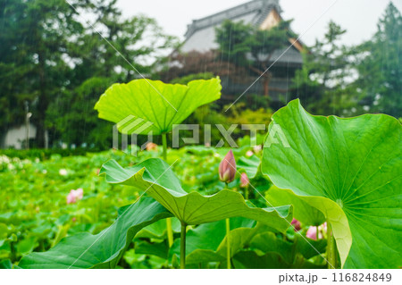 雨の八日堂 信濃国分寺 ハス田 雨の八日堂 信濃国分寺 ハス田 116824849