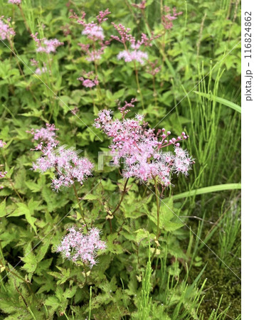 シモツケソウ_谷川岳ロープウェイ乗り場付近に咲くシモツケソウ_ シモツケソウ_谷川岳ロープウェイ乗り場付近に咲くシモツケソウ_ 116824862