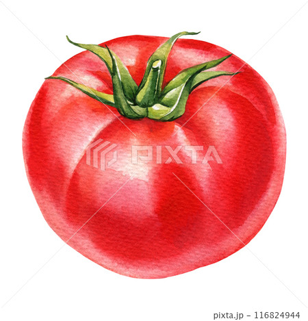Tomato red vegetables white isolated background. watercolor Botanical Illustration. Fresh tomato hand drawn food design  116824944