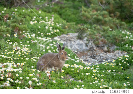 チングルマのお花畑の中のエゾユキウサギ 116824995