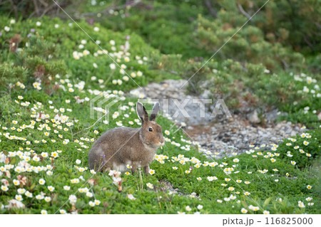 チングルマのお花畑の中のエゾユキウサギ チングルマのお花畑の中のエゾユキウサギ 116825000