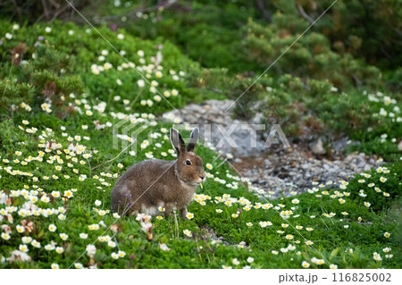 チングルマのお花畑の中のエゾユキウサギ 116825002