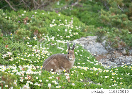 チングルマのお花畑の中のエゾユキウサギ チングルマのお花畑の中のエゾユキウサギ 116825010