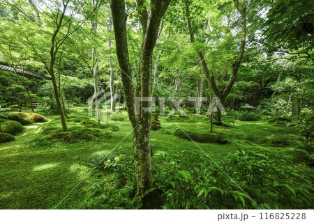 京・奥嵯峨　祇王寺（夏季） 116825228
