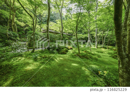 京・奥嵯峨　祇王寺（夏季） 116825229