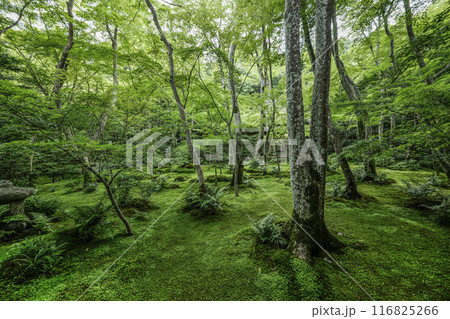 京・奥嵯峨　祇王寺（夏季） 116825266