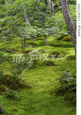 京・奥嵯峨　祇王寺（夏季） 116825309