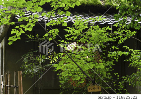 京・奥嵯峨　祇王寺（夏季）ダンコウバイ 116825322